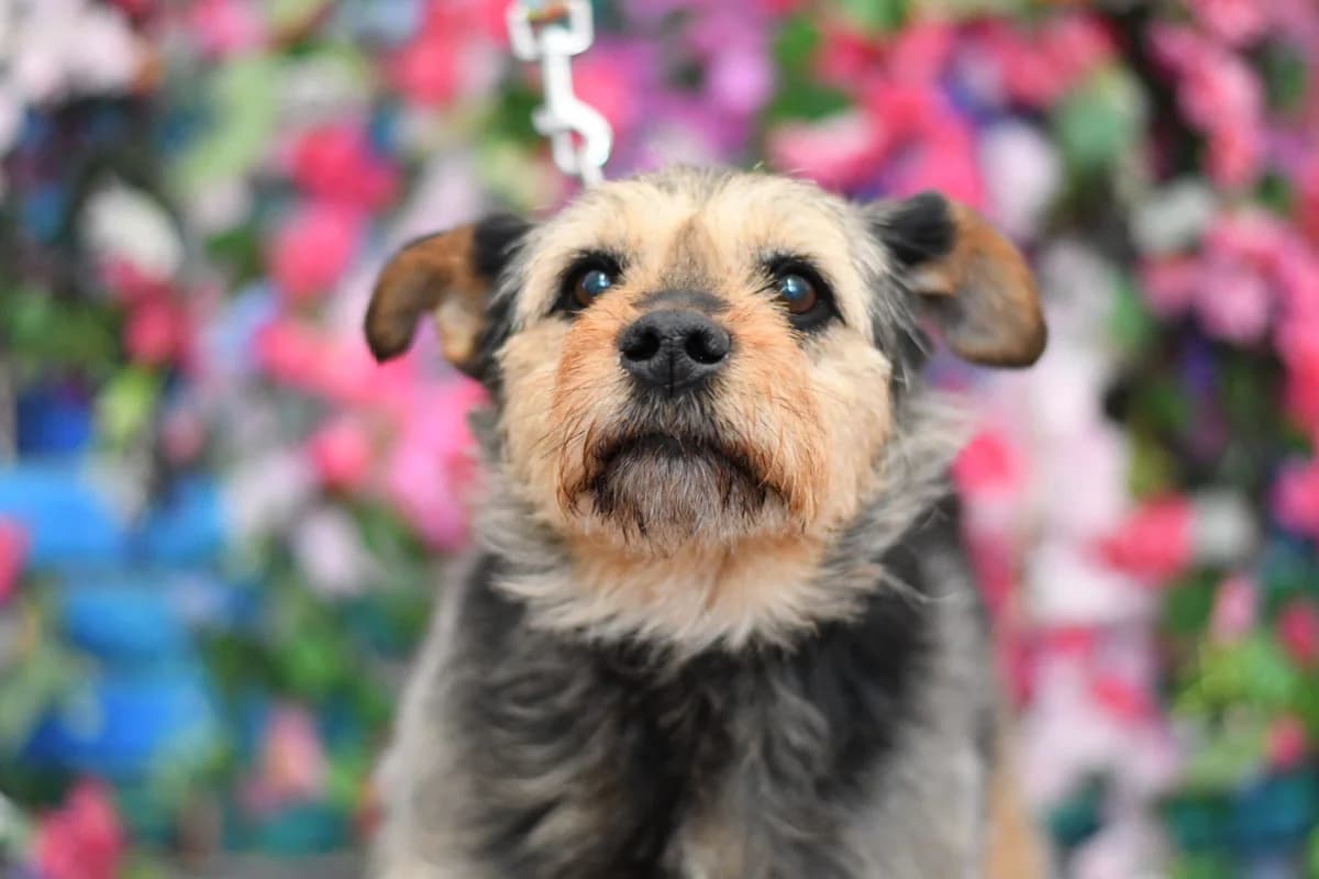 Willy, 7yo Mixed Breed for adoption at Schronisko dla Zwierząt w Zawierciu