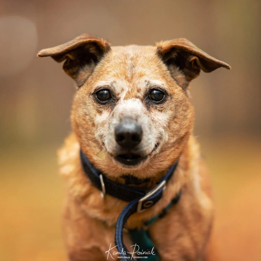 BAD, male senior Mixed Breed for adoption at Schronisko dla Bezdomnych Zwierząt w Zielonej Górze, Zielona Góra