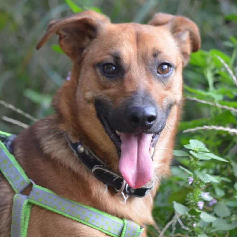 REKSIO, 6yo Mixed Breed for adoption at Schronisko dla Bezdomnych Zwierząt w Zielonej Górze, Zielona Góra