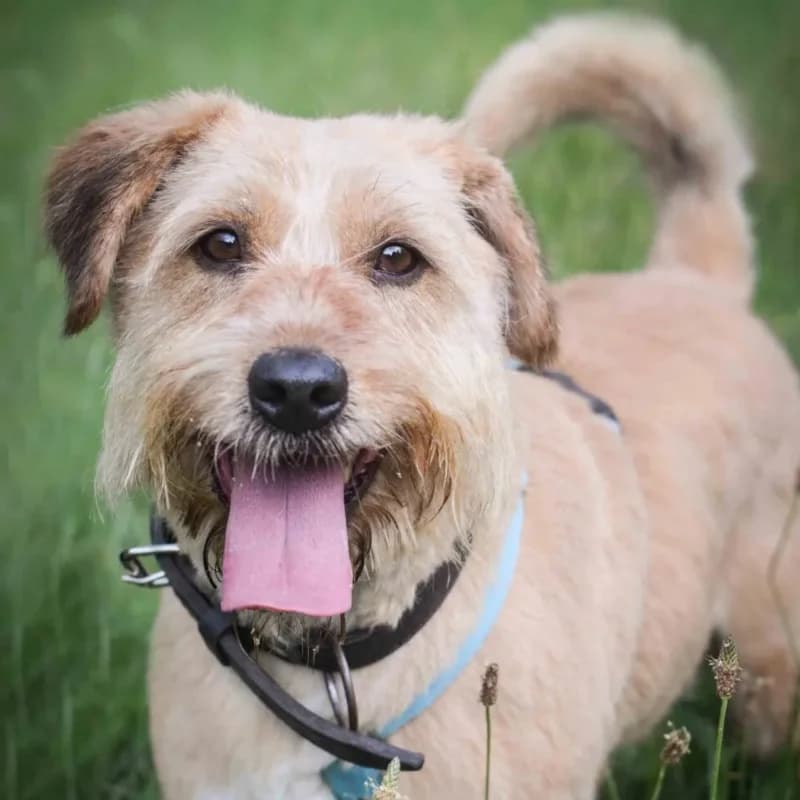 FLOREK, senior Mixed Breed for adoption at Schronisko dla Bezdomnych Zwierząt w Zielonej Górze, Zielona Góra