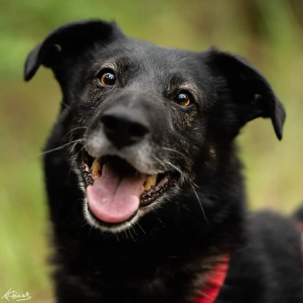 HEKTOR, senior Mixed Breed for adoption at Schronisko dla Bezdomnych Zwierząt w Zielonej Górze, Zielona Góra