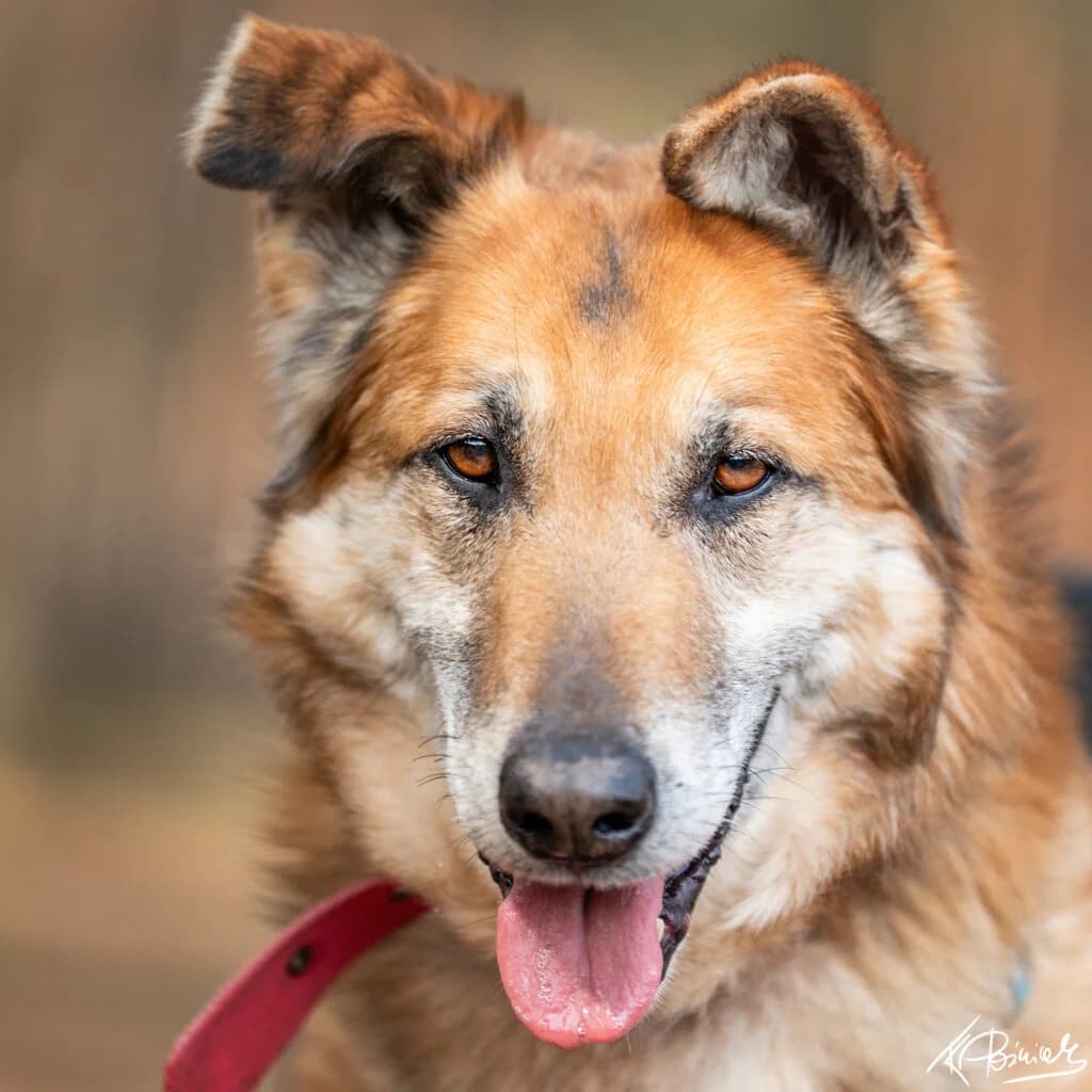 BARY, senior Mixed Breed for adoption at Schronisko dla Bezdomnych Zwierząt w Zielonej Górze, Zielona Góra