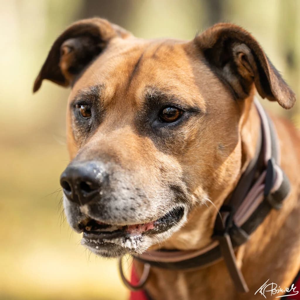 AWI, senior Mixed Breed for adoption at Schronisko dla Bezdomnych Zwierząt w Zielonej Górze, Zielona Góra