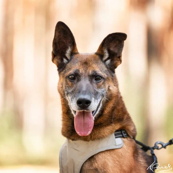 NINJA, 6yo Mixed Breed for adoption at Schronisko dla Bezdomnych Zwierząt w Zielonej Górze, Zielona Góra