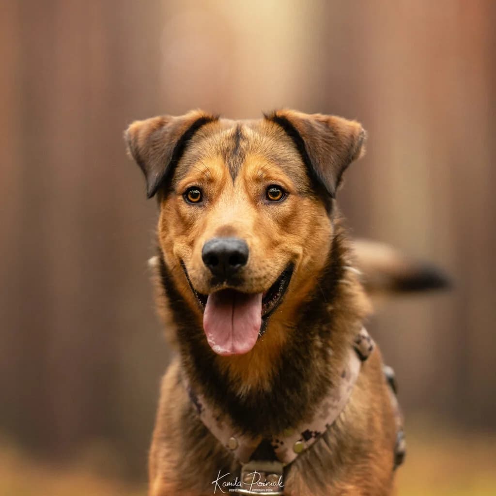 BOLEK, 3yo Mixed Breed for adoption at Schronisko dla Bezdomnych Zwierząt w Zielonej Górze, Zielona Góra