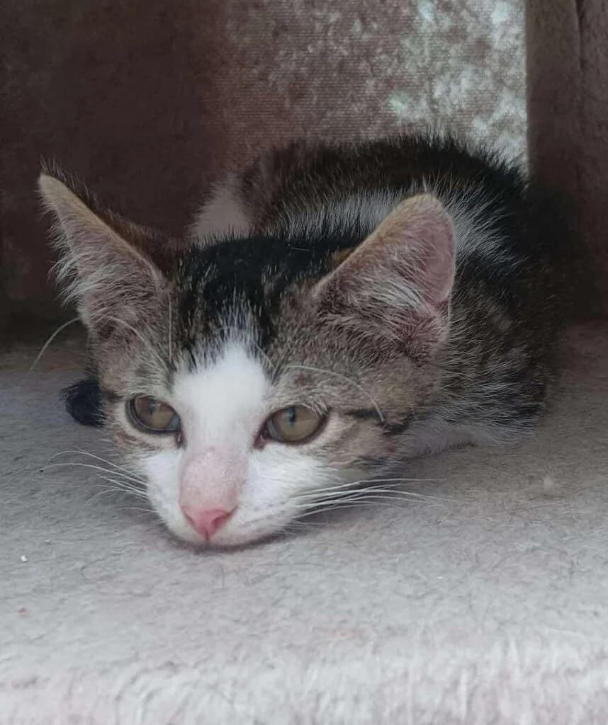MAROKO, Mixed Breed for adoption at Schronisko dla Bezdomnych Zwierząt w Zielonej Górze, Zielona Góra