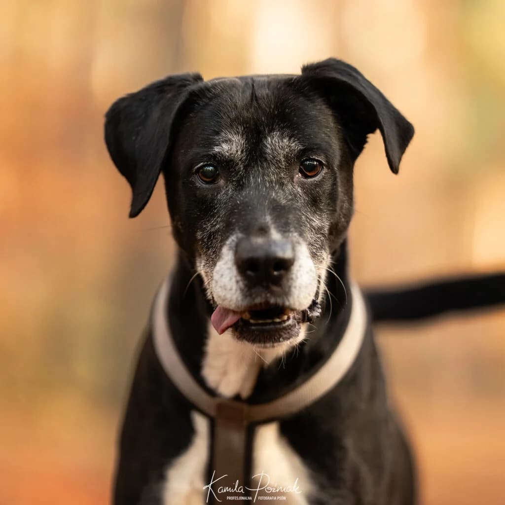 ELMER, senior Mixed Breed for adoption at Schronisko dla Bezdomnych Zwierząt w Zielonej Górze, Zielona Góra