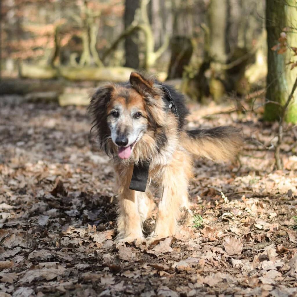 TRAPER, senior Mixed Breed for adoption at Schronisko dla Bezdomnych Zwierząt w Zielonej Górze, Zielona Góra