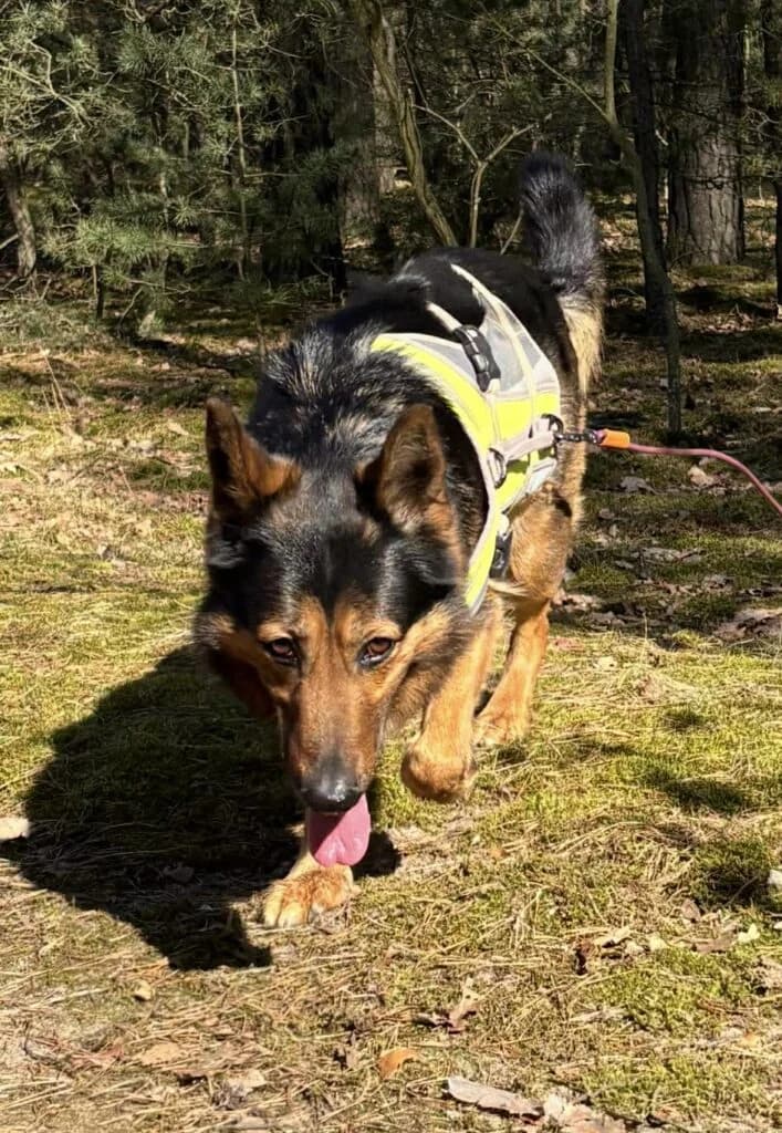 FAGO, 3yo Mixed Breed for adoption at Schronisko dla Bezdomnych Zwierząt w Zielonej Górze, Zielona Góra