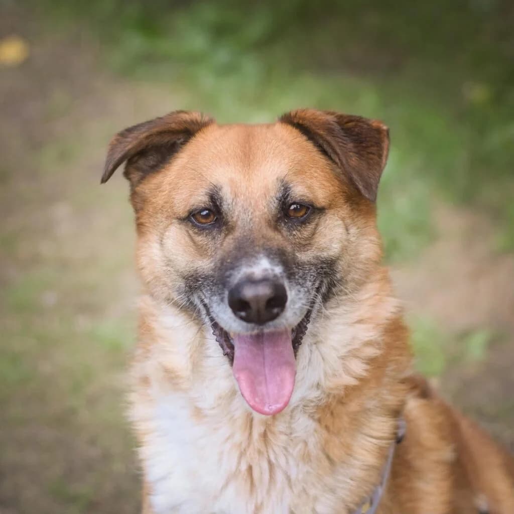 SOPEL, 5yo Mixed Breed for adoption at Schronisko dla Bezdomnych Zwierząt w Zielonej Górze, Zielona Góra