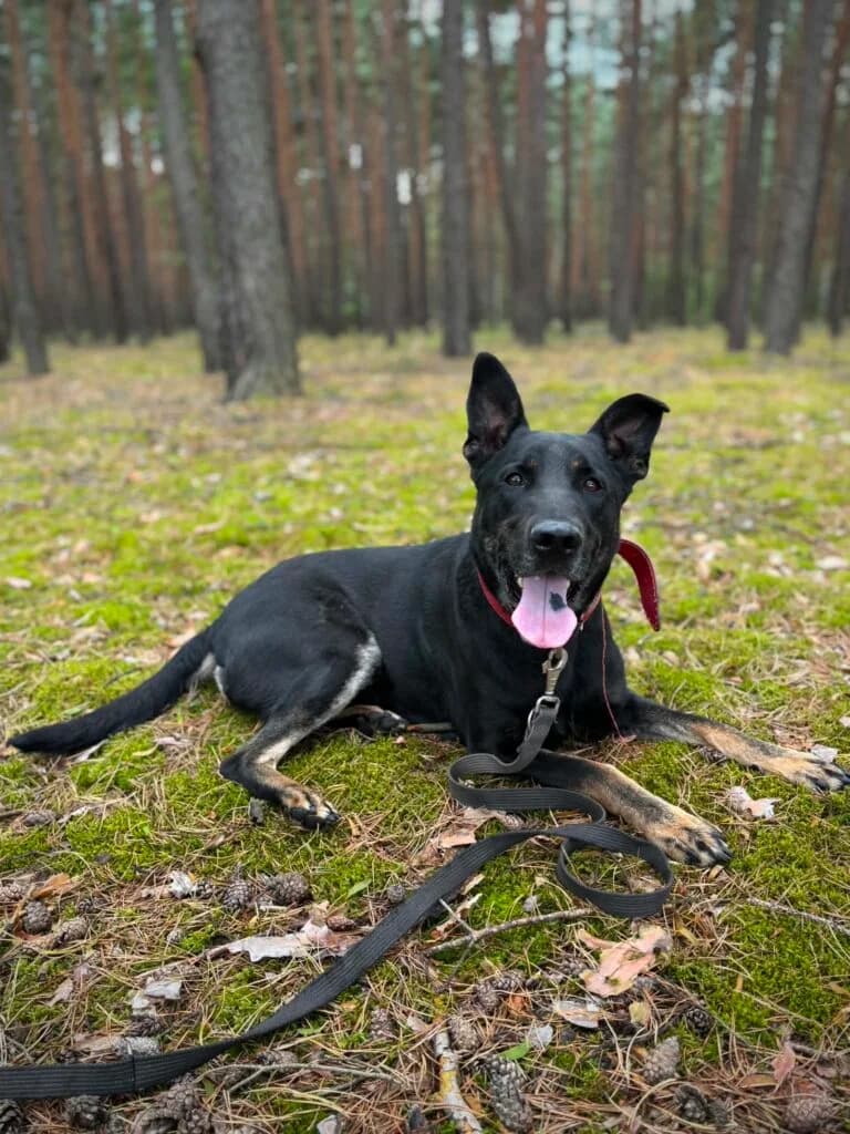 MEJ, 3yo Mixed Breed for adoption at Schronisko dla Bezdomnych Zwierząt w Zielonej Górze, Zielona Góra