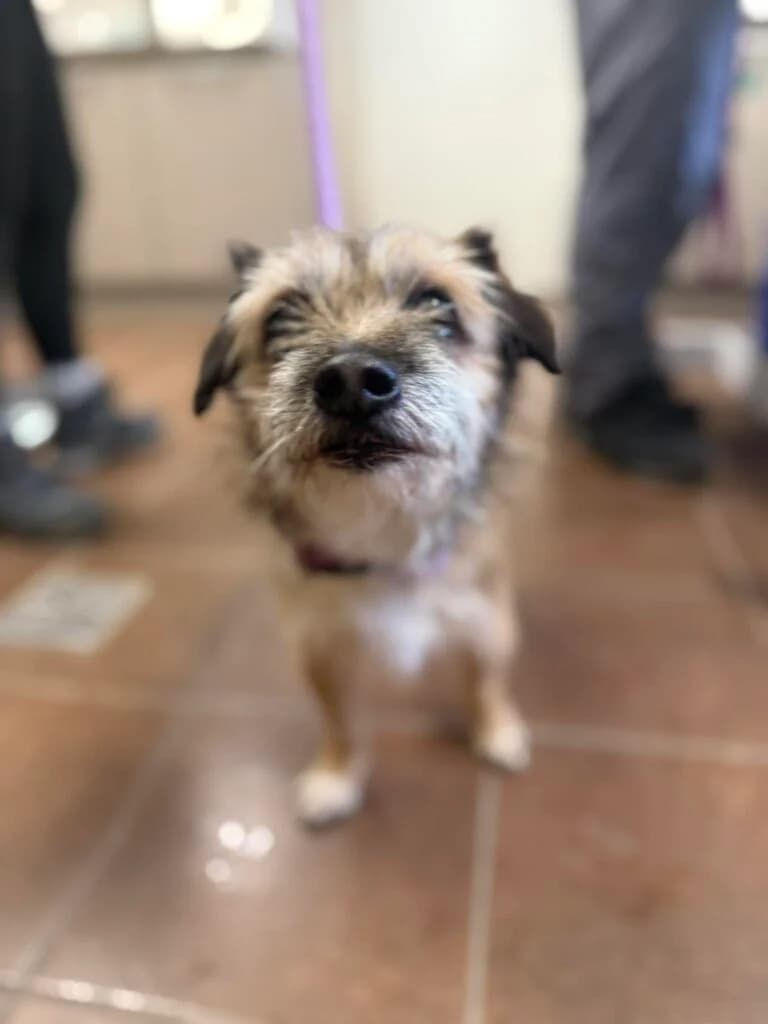 ODRA, 6yo Mixed Breed for adoption at Schronisko dla Bezdomnych Zwierząt w Zielonej Górze, Zielona Góra