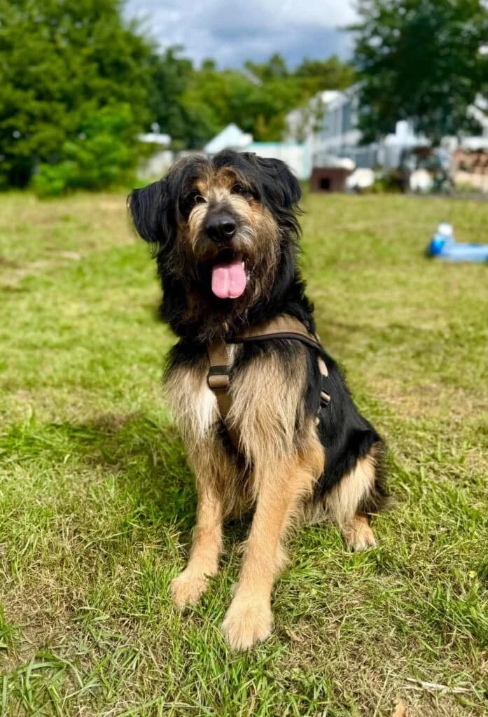 TAMIZA, young Mixed Breed for adoption at Schronisko dla Bezdomnych Zwierząt w Zielonej Górze, Zielona Góra
