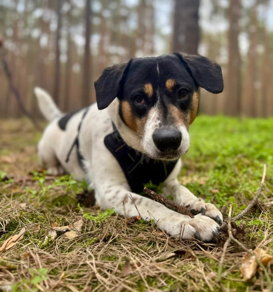 ŁATER, 6yo Mixed Breed for adoption at Schronisko dla Bezdomnych Zwierząt w Zielonej Górze, Zielona Góra