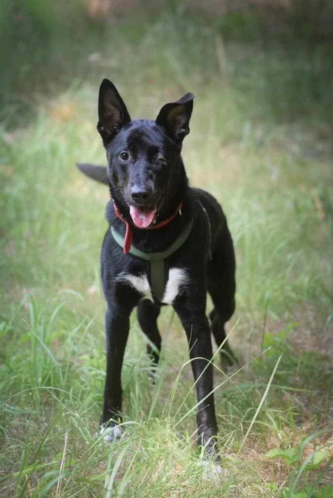 LIZEN, young Mixed Breed for adoption at Schronisko dla Bezdomnych Zwierząt w Zielonej Górze, Zielona Góra