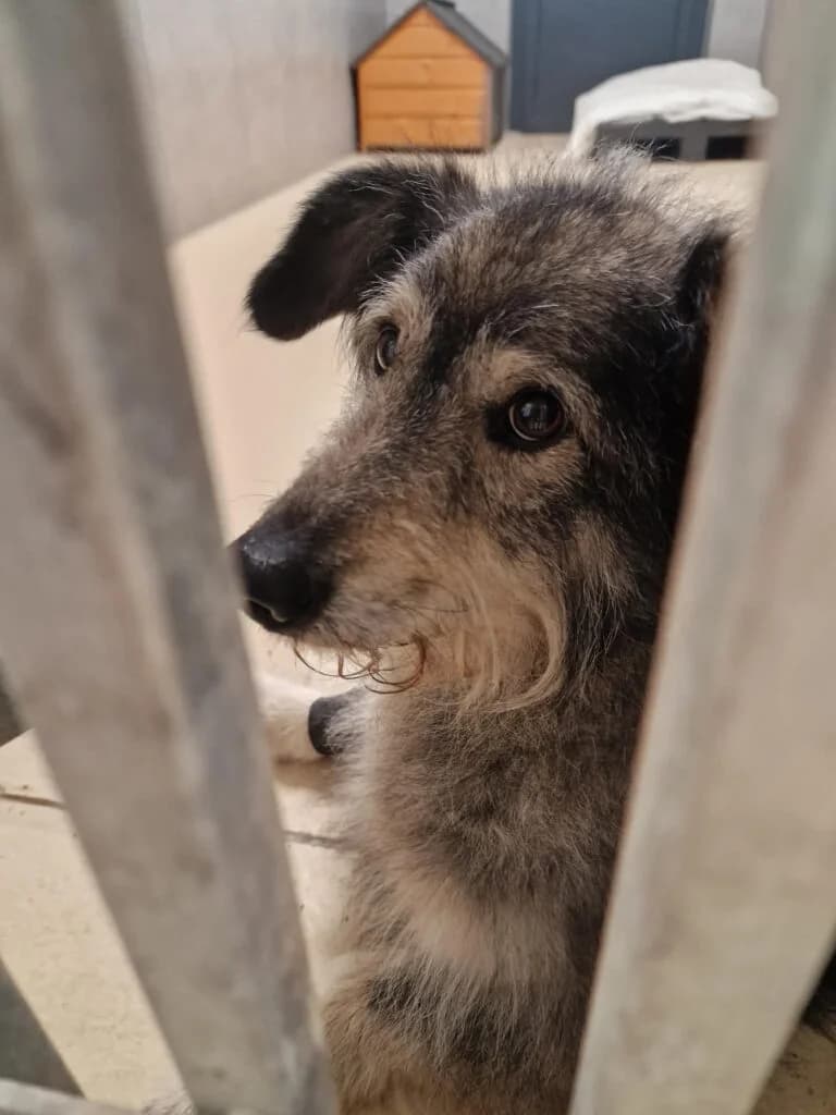 FIRUZE, 3yo Mixed Breed for adoption at Schronisko dla Bezdomnych Zwierząt w Zielonej Górze, Zielona Góra