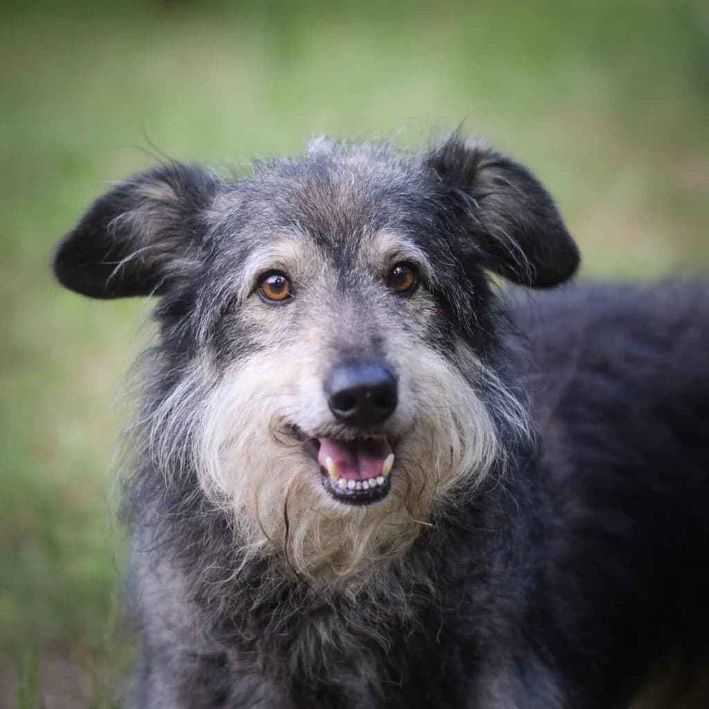 FIRUZE, 3yo Mixed Breed for adoption at Schronisko dla Bezdomnych Zwierząt w Zielonej Górze, Zielona Góra