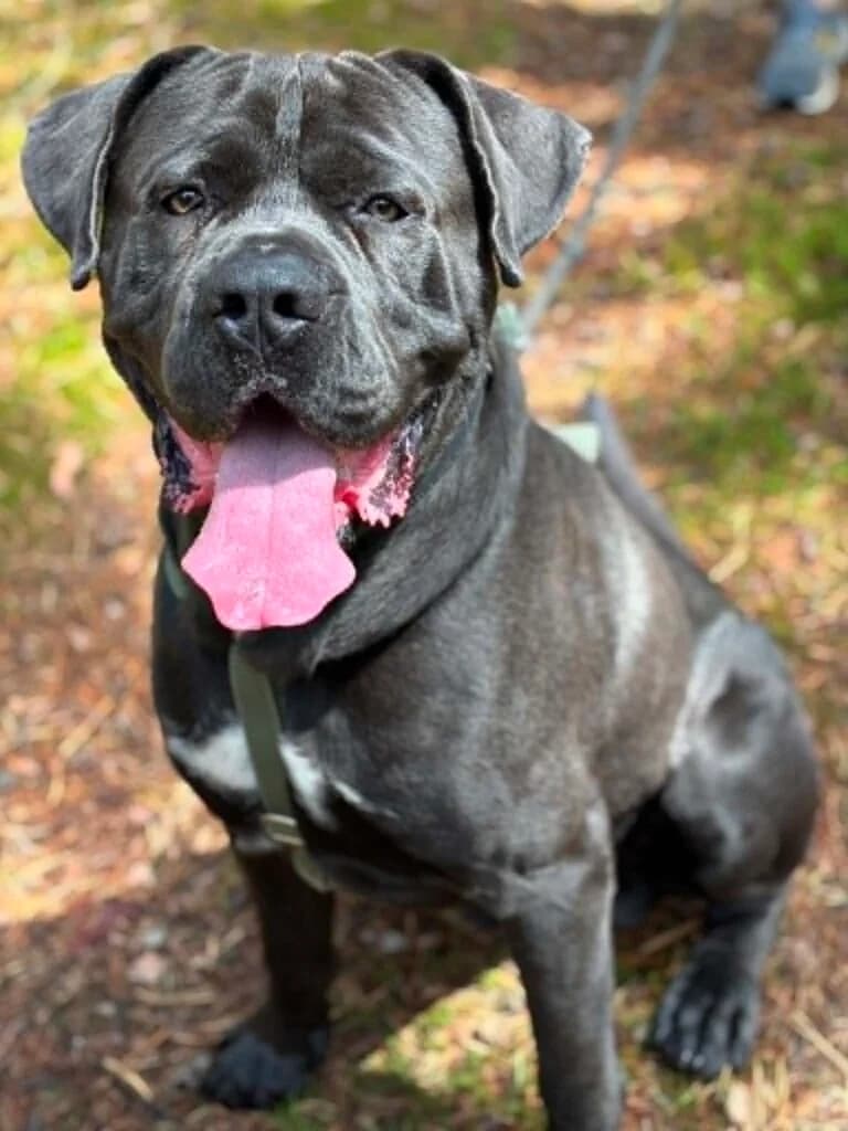 CARBON, 4yo Mixed Breed for adoption at Schronisko dla Bezdomnych Zwierząt w Zielonej Górze, Zielona Góra