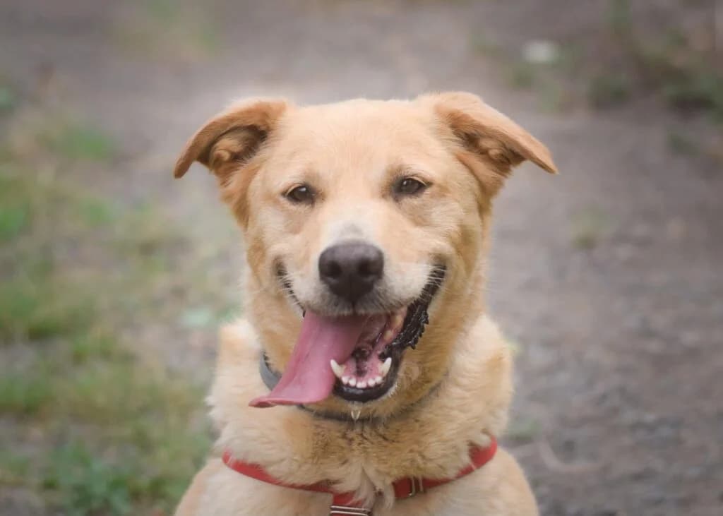 LATINA, female 3yo Mixed Breed for adoption at Schronisko dla Bezdomnych Zwierząt w Zielonej Górze, Zielona Góra
