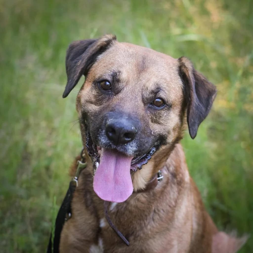 GINGER, 6yo Mixed Breed for adoption at Schronisko dla Bezdomnych Zwierząt w Zielonej Górze, Zielona Góra