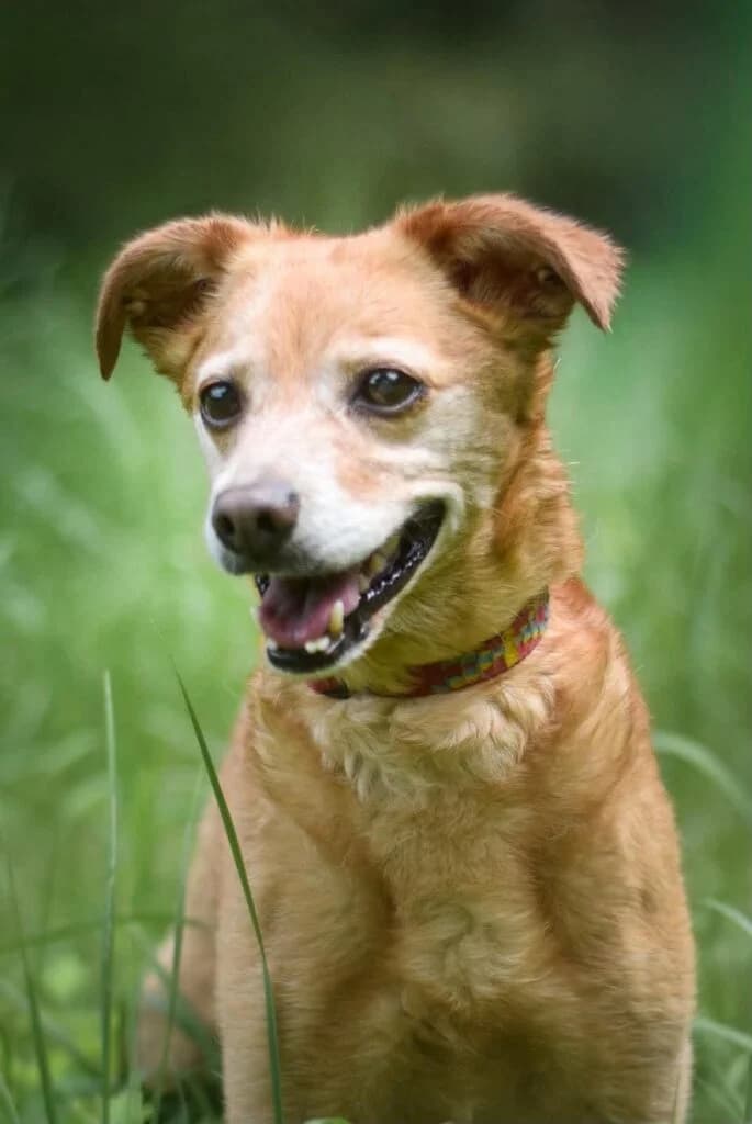 ŁADA/SARA, male senior Mixed Breed for adoption at Schronisko dla Bezdomnych Zwierząt w Zielonej Górze, Zielona Góra