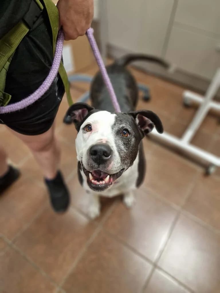 EMILIA, 6yo Mixed Breed for adoption at Schronisko dla Bezdomnych Zwierząt w Zielonej Górze, Zielona Góra