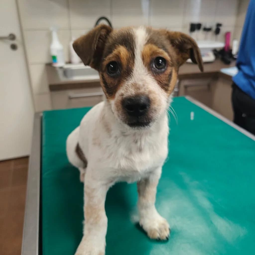 DADUSIA, puppy Mixed Breed for adoption at Schronisko dla Bezdomnych Zwierząt w Zielonej Górze, Zielona Góra