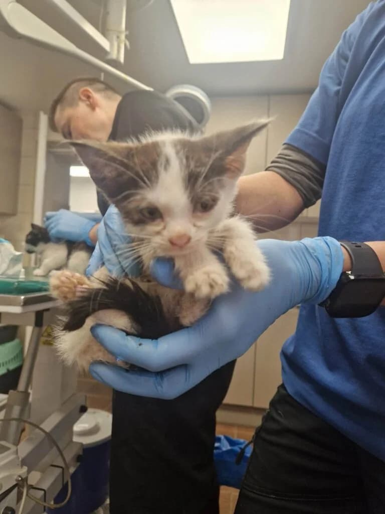 TASIEMKA, puppy Mixed Breed for adoption at Schronisko dla Bezdomnych Zwierząt w Zielonej Górze, Zielona Góra