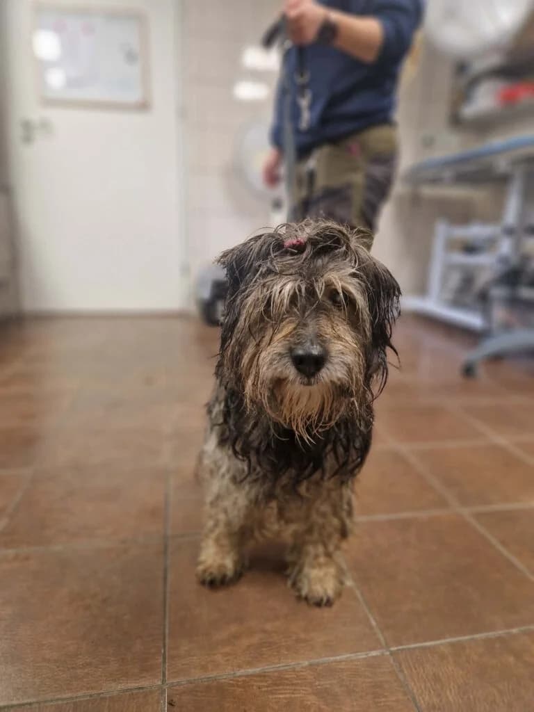 DREDEK, 7yo Mixed Breed for adoption at Schronisko dla Bezdomnych Zwierząt w Zielonej Górze, Zielona Góra