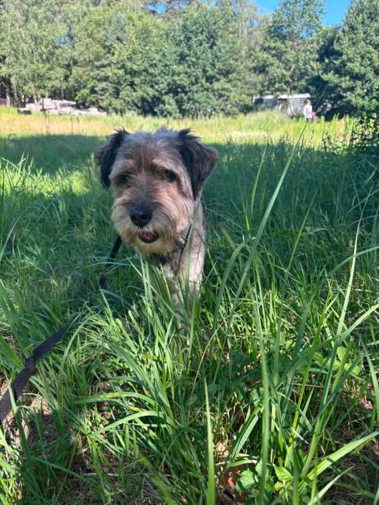 DREDEK, 7yo Mixed Breed for adoption at Schronisko dla Bezdomnych Zwierząt w Zielonej Górze, Zielona Góra
