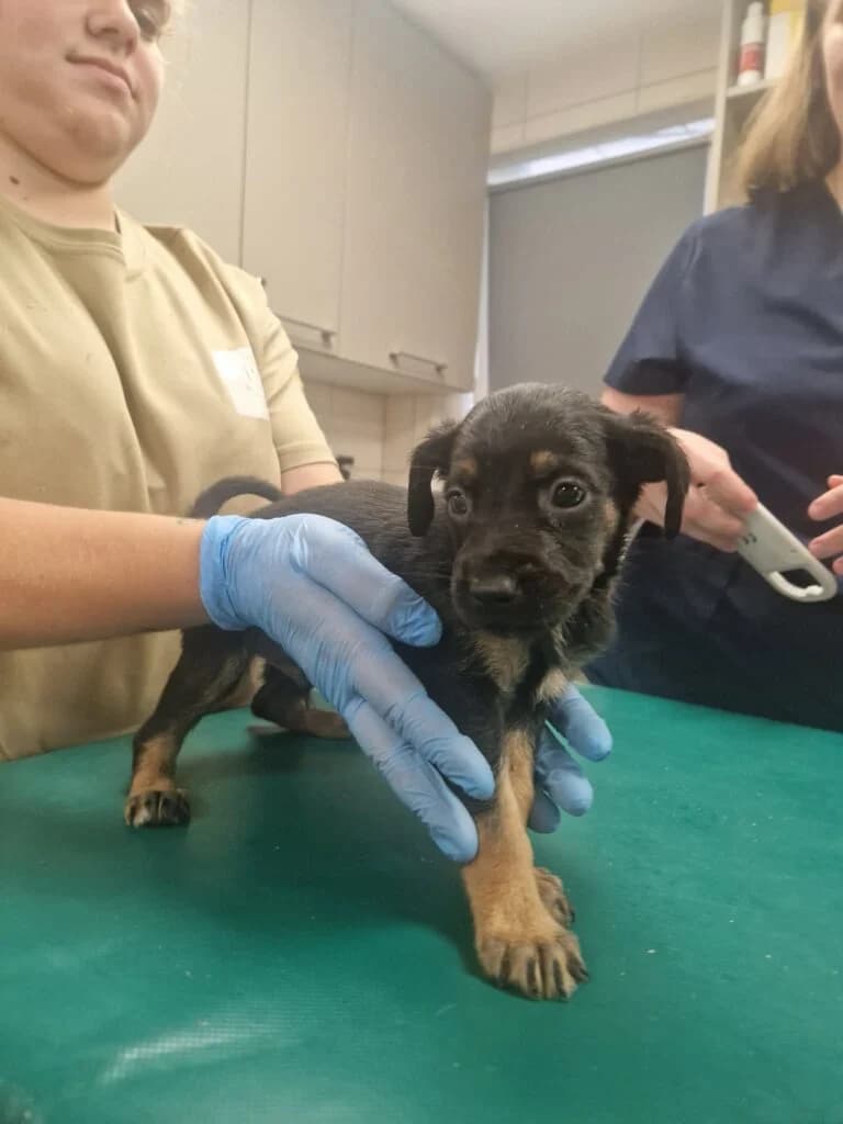 LOGARYTM, puppy Mixed Breed for adoption at Schronisko dla Bezdomnych Zwierząt w Zielonej Górze, Zielona Góra