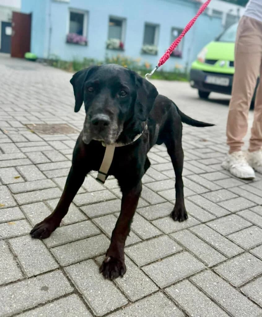 MOSTAR, senior Mixed Breed for adoption at Schronisko dla Bezdomnych Zwierząt w Zielonej Górze, Zielona Góra
