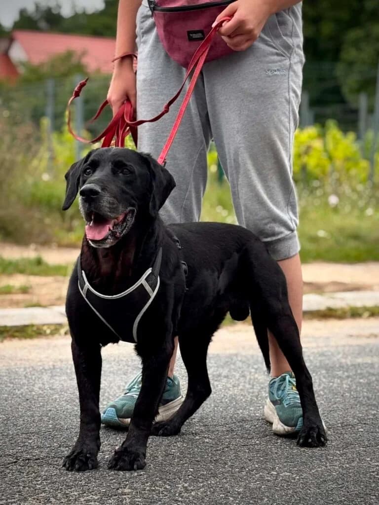 MOSTAR, senior Mixed Breed for adoption at Schronisko dla Bezdomnych Zwierząt w Zielonej Górze, Zielona Góra