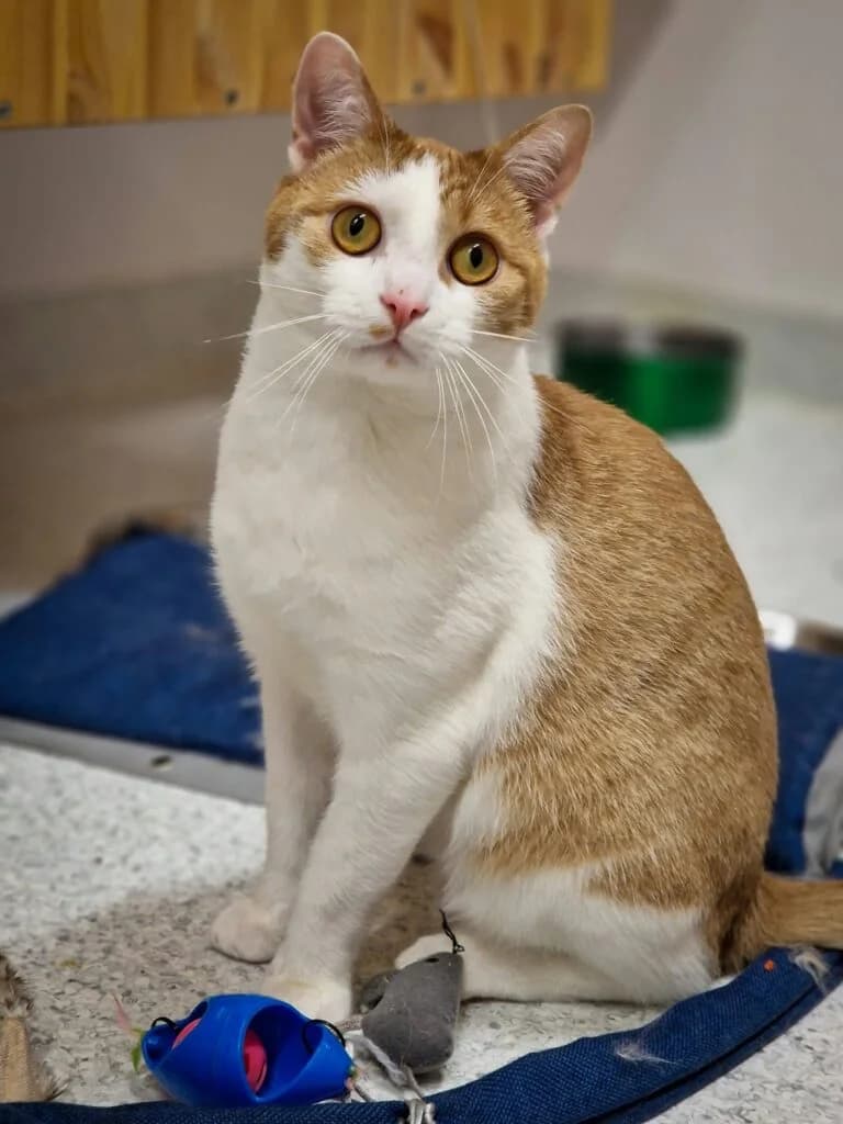 TULIPANEK, male 3yo Mixed Breed for adoption at Schronisko dla Bezdomnych Zwierząt w Zielonej Górze, Zielona Góra