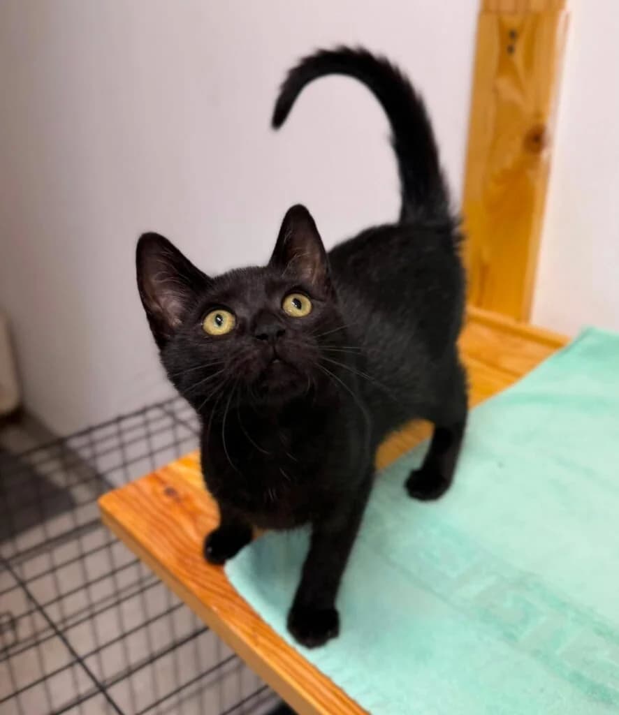 GORAN, puppy Mixed Breed for adoption at Schronisko dla Bezdomnych Zwierząt w Zielonej Górze, Zielona Góra