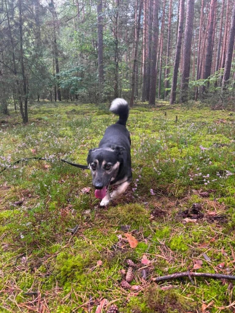 HIPCIO, male 6yo Mixed Breed for adoption at Schronisko dla Bezdomnych Zwierząt w Zielonej Górze, Zielona Góra