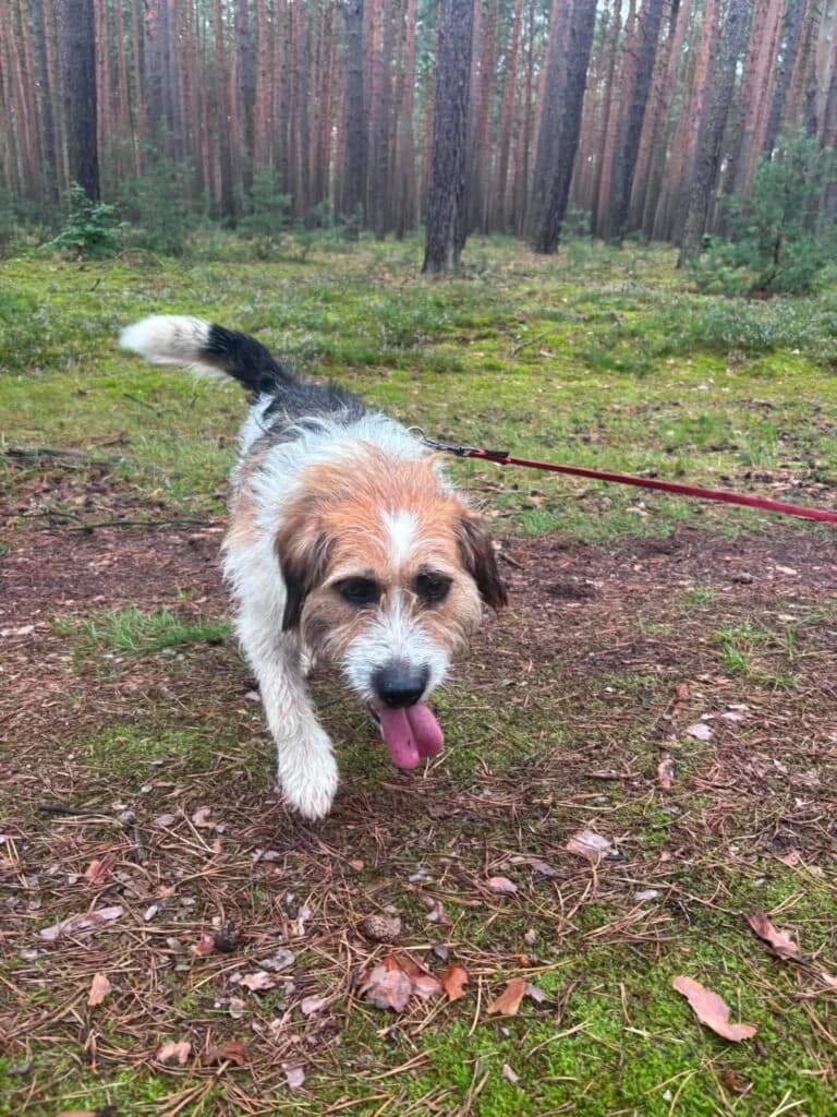 MIŁOSZEK, 3yo Mixed Breed for adoption at Schronisko dla Bezdomnych Zwierząt w Zielonej Górze, Zielona Góra