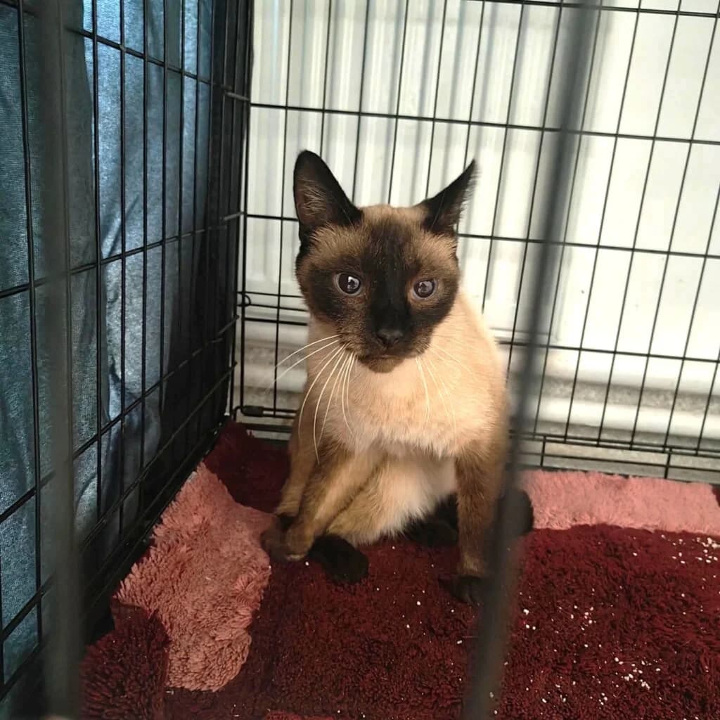 SALEM, 5yo Mixed Breed for adoption at Schronisko dla Bezdomnych Zwierząt w Zielonej Górze, Zielona Góra