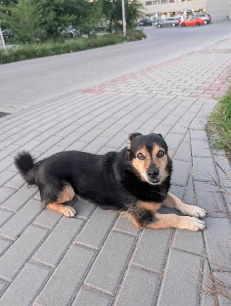 MIU, 5yo Mixed Breed for adoption at Schronisko dla Bezdomnych Zwierząt w Zielonej Górze, Zielona Góra