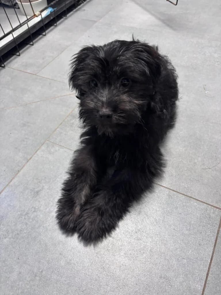 ALUTKA, puppy Mixed Breed for adoption at Schronisko dla Bezdomnych Zwierząt w Zielonej Górze, Zielona Góra