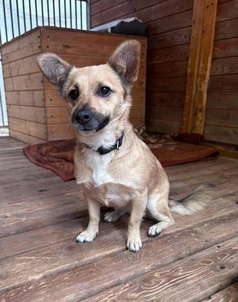 NORI, 3yo Mixed Breed for adoption at Schronisko dla Bezdomnych Zwierząt w Zielonej Górze, Zielona Góra
