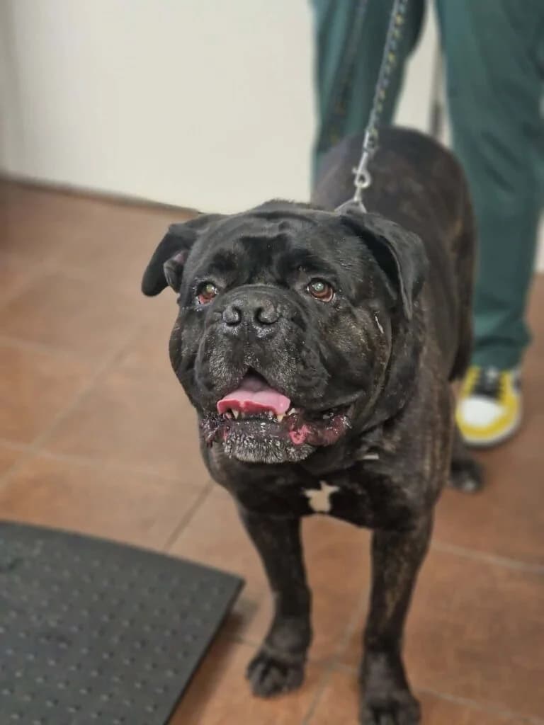 ŚLINIAK, 6yo Mixed Breed for adoption at Schronisko dla Bezdomnych Zwierząt w Zielonej Górze, Zielona Góra