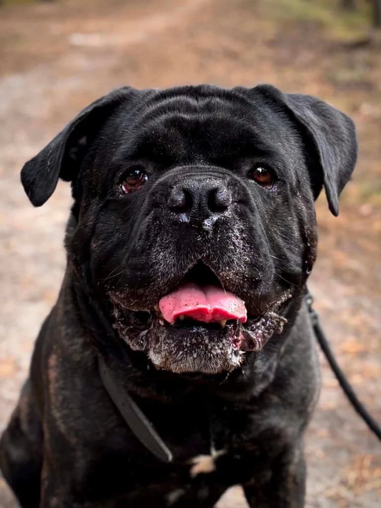 ŚLINIAK, 6yo Mixed Breed for adoption at Schronisko dla Bezdomnych Zwierząt w Zielonej Górze, Zielona Góra