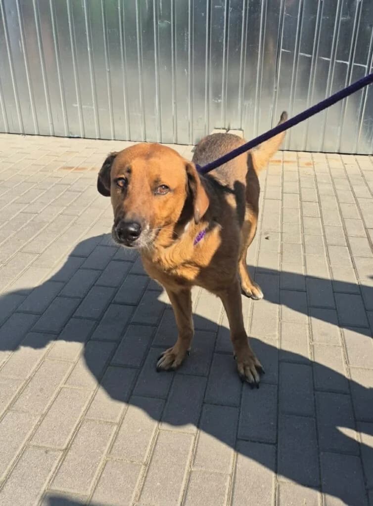 BREJW, 6yo Mixed Breed for adoption at Schronisko dla Bezdomnych Zwierząt w Zielonej Górze, Zielona Góra