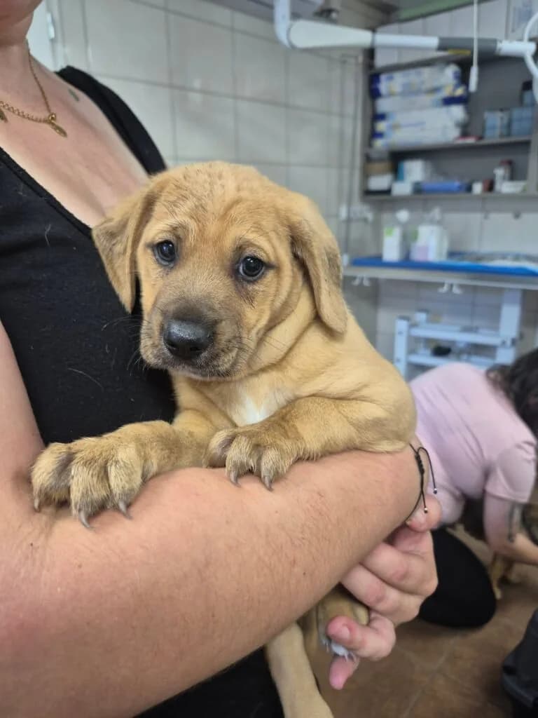 POREK, puppy Mixed Breed for adoption at Schronisko dla Bezdomnych Zwierząt w Zielonej Górze, Zielona Góra