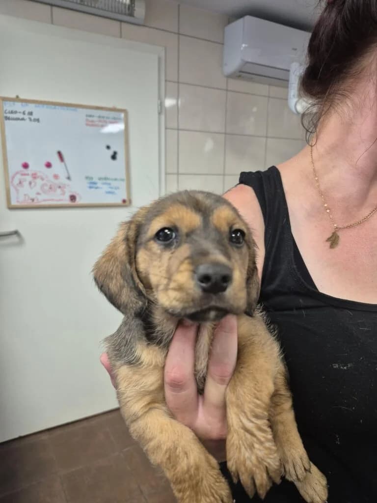 MARCHEWKA, puppy Mixed Breed for adoption at Schronisko dla Bezdomnych Zwierząt w Zielonej Górze, Zielona Góra