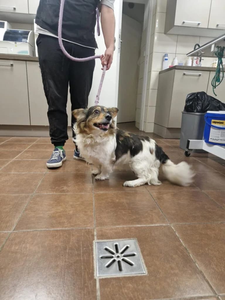 RÓŻA, 5yo Mixed Breed for adoption at Schronisko dla Bezdomnych Zwierząt w Zielonej Górze, Zielona Góra