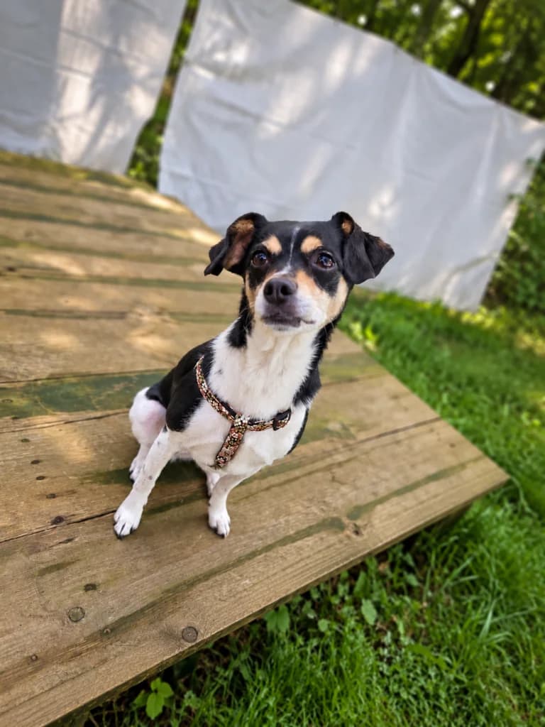 TULIPKA, young Mixed Breed for adoption at Schronisko dla Bezdomnych Zwierząt w Zielonej Górze, Zielona Góra