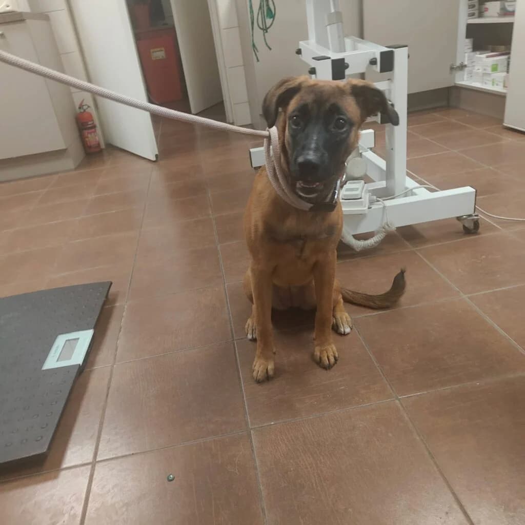 SIVA, young Mixed Breed for adoption at Schronisko dla Bezdomnych Zwierząt w Zielonej Górze, Zielona Góra