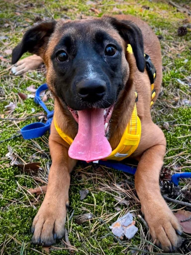 SIVA, young Mixed Breed for adoption at Schronisko dla Bezdomnych Zwierząt w Zielonej Górze, Zielona Góra